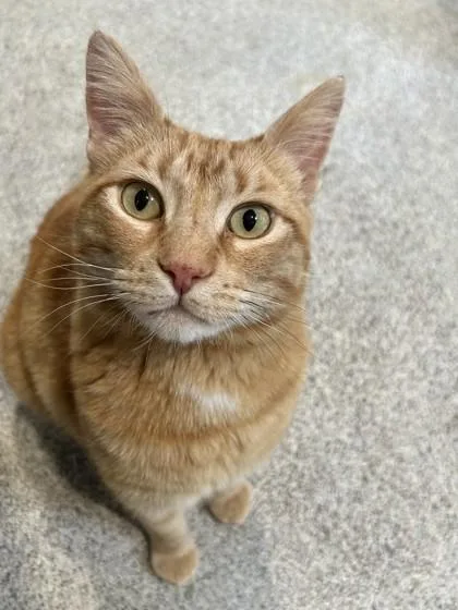 An adult large-sized male Orange / Red Domestic Short Hair cat named Frank for adoption in Hamilton, MT