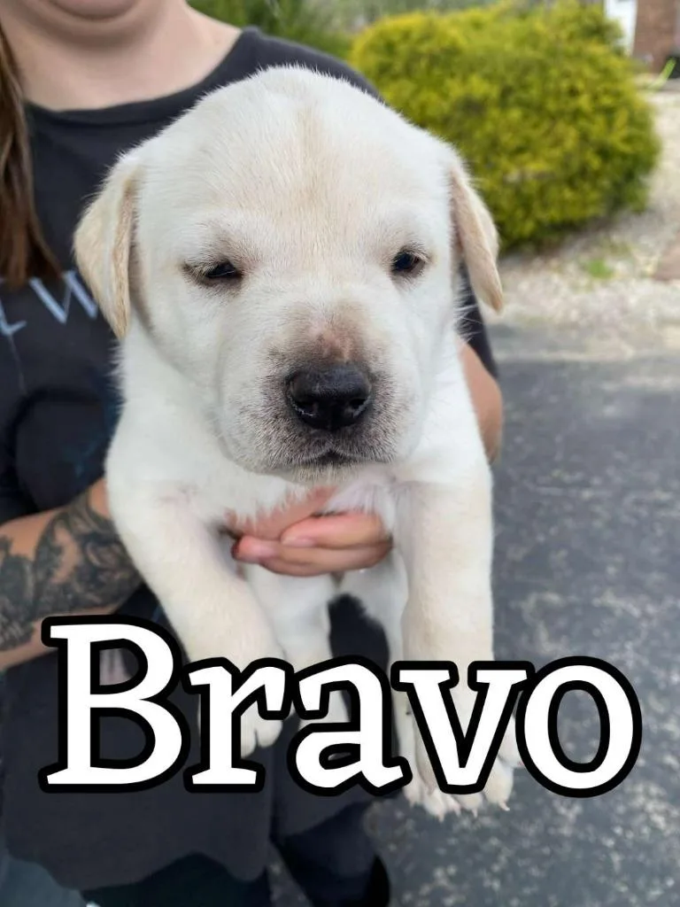A baby large-sized female Labrador Retriever dog named Bravo for adoption in Hillsboro, OH