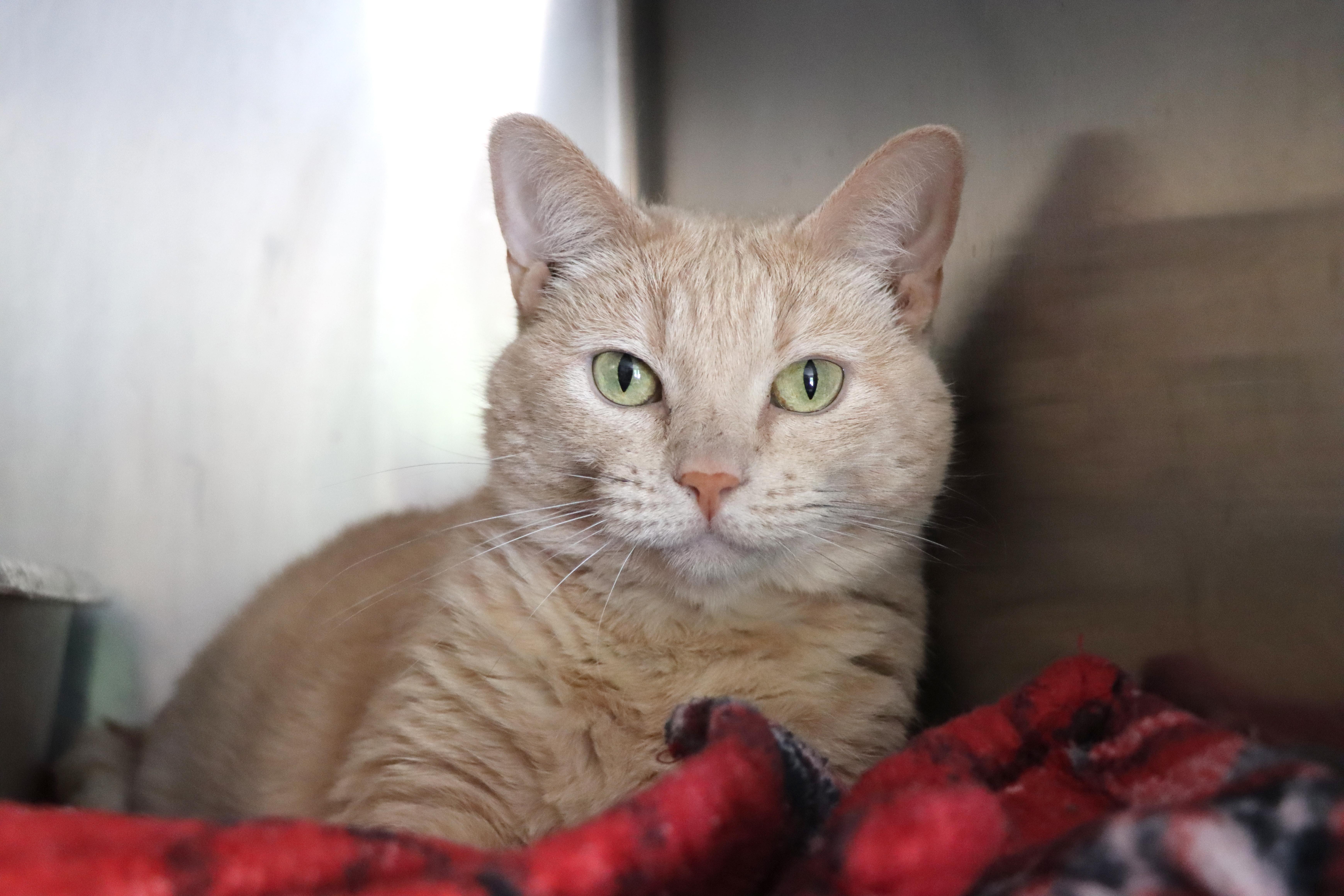 A senior extra large-sized female Buff / Tan / Fawn Domestic Short Hair cat named Mimosa for adoption in House Springs, MO