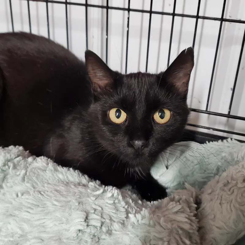 A young medium-sized female Black Domestic Short Hair cat named Dahlia for adoption in Marseilles, IL