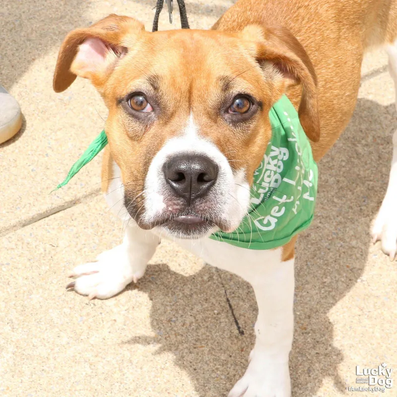 A baby medium-sized female Labrador Retriever dog named Marcie for adoption in Washington, DC