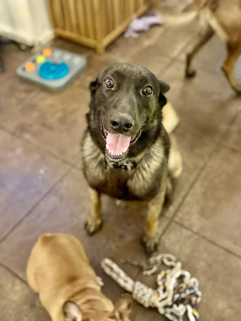 An adult large-sized male Belgian Shepherd / Malinois dog named Ghost for adoption in Torrance, CA