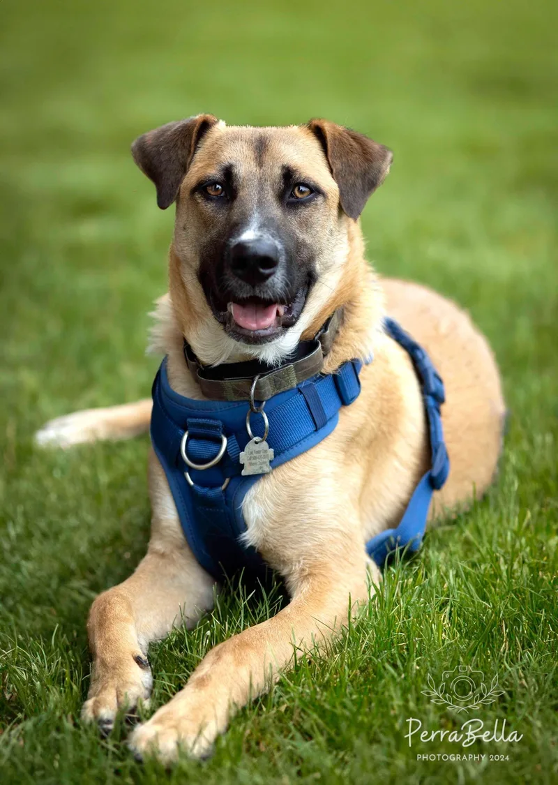 An adult large-sized male German Shepherd Dog dog named Adagio for adoption in West Richland, WA