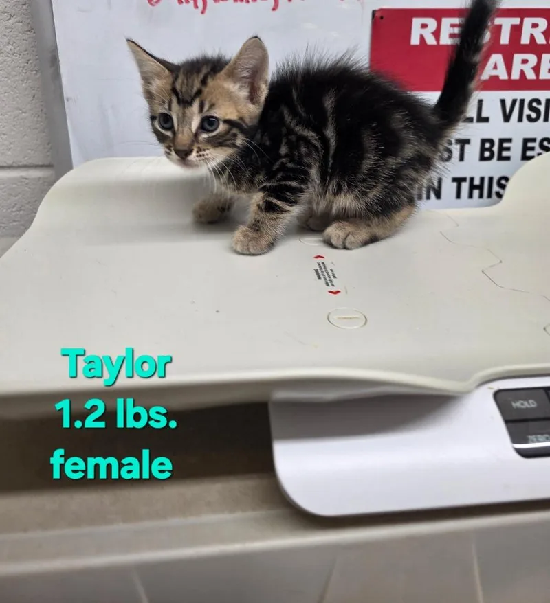 A baby medium-sized female Domestic Short Hair cat named Taylor for adoption in Camden, TN