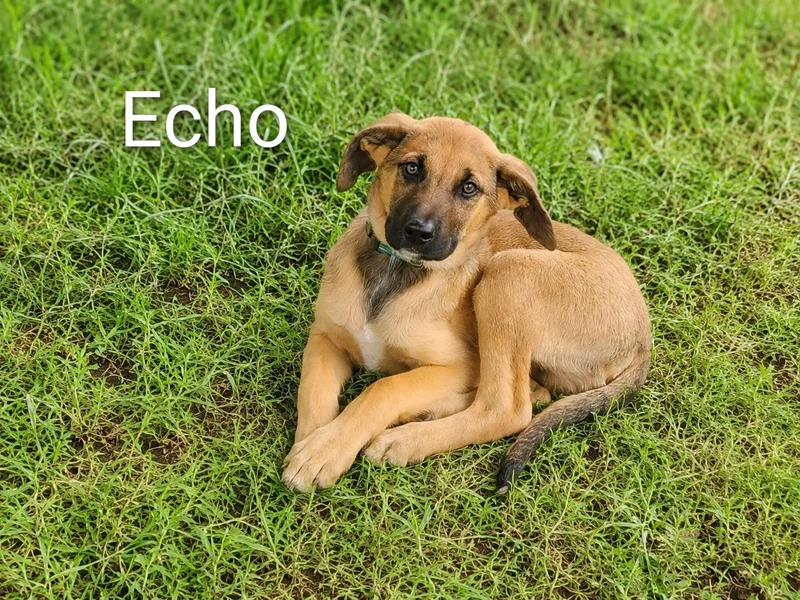 A baby extra large-sized male Golden Poodle dog named Echo for adoption in Logansport, IN