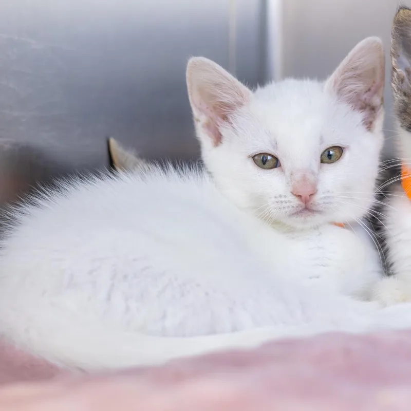 A baby small-sized female White Domestic Short Hair cat named Danika for adoption in Wilmington, DE