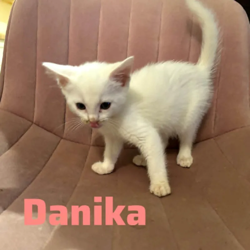 Danika thumbnail 3