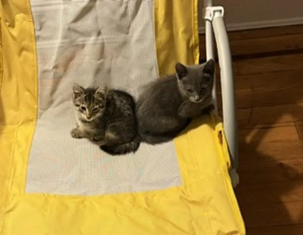 A baby small-sized male Domestic Short Hair cat named Pickles for adoption in Ridgewood, NY