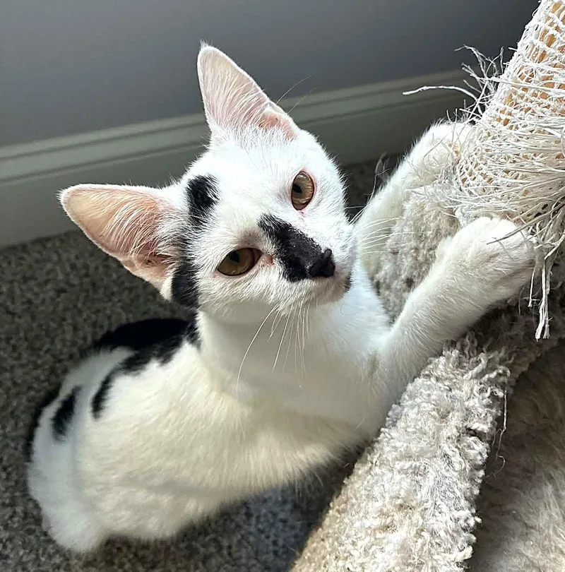 A young medium-sized female Black & White / Tuxedo Domestic Short Hair cat named Sissy for adoption in Greenville, NC