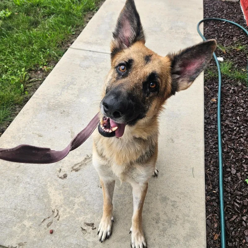 An adult medium-sized female Black German Shepherd Dog dog named Roxie for adoption in Champaign, IL