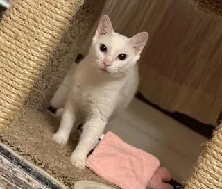 Callalily thumbnail 2