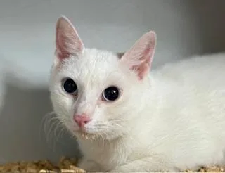 Callalily thumbnail 3