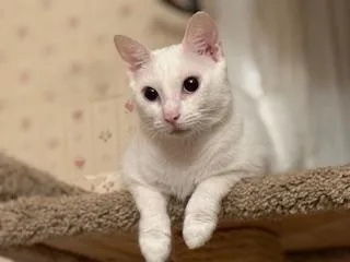 A young medium-sized female White Domestic Short Hair cat named Callalily for adoption in Lemoyne, PA