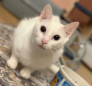 Callalily thumbnail 4