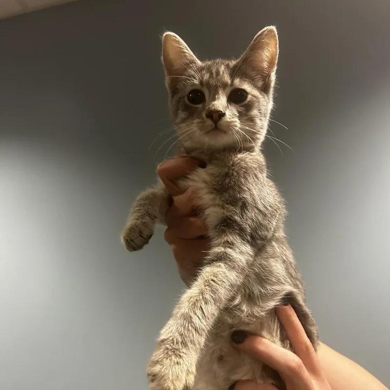 A baby small-sized male Buff / Tan / Fawn Domestic Short Hair cat named Cornbread for adoption in Chattanooga, TN