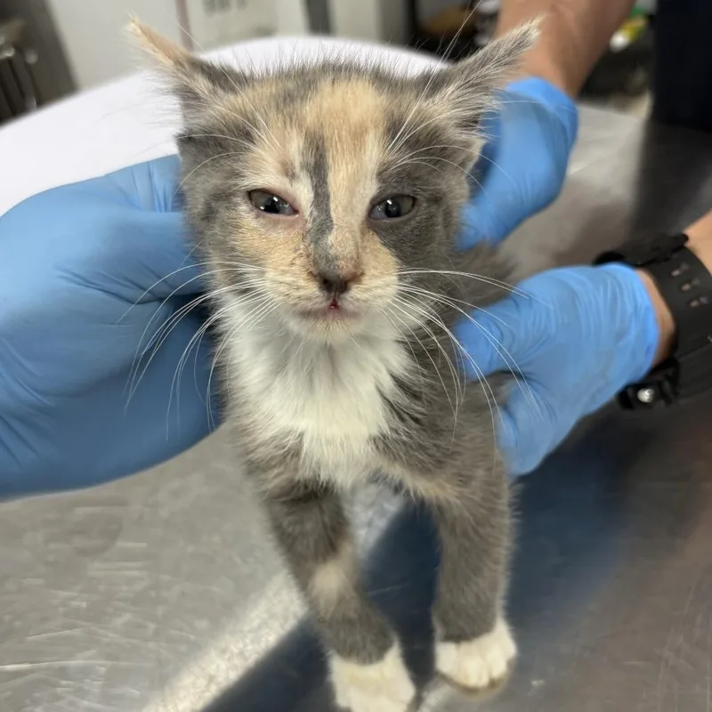 A baby small-sized female Calico Domestic Short Hair cat named Maple for adoption in Newark, NJ