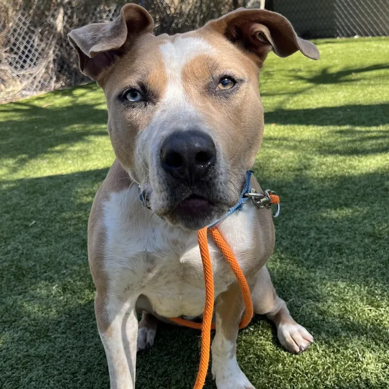 A young large-sized female Apricot / Beige Mixed Breed dog named Penny for adoption in Sarasota, FL
