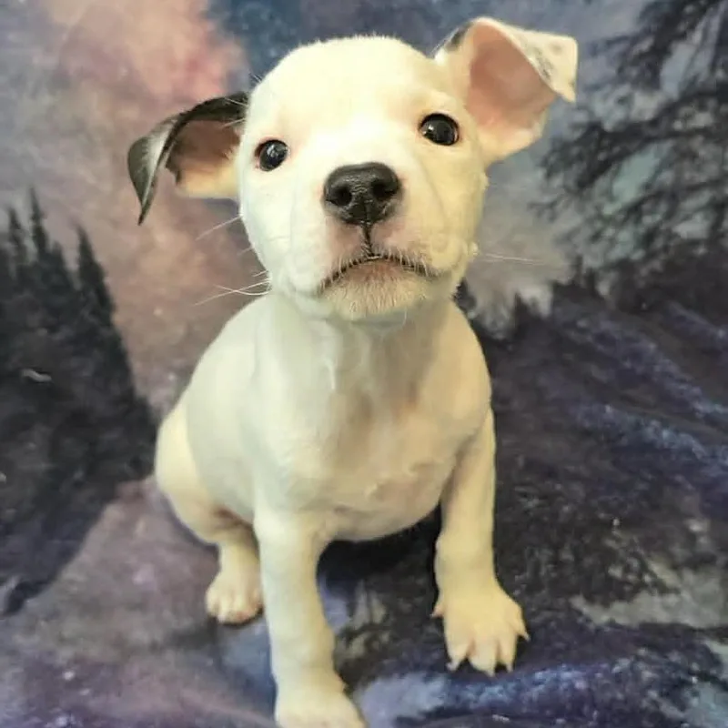 A baby medium-sized male White / Cream Mixed Breed dog named Revival for adoption in Olathe, KS