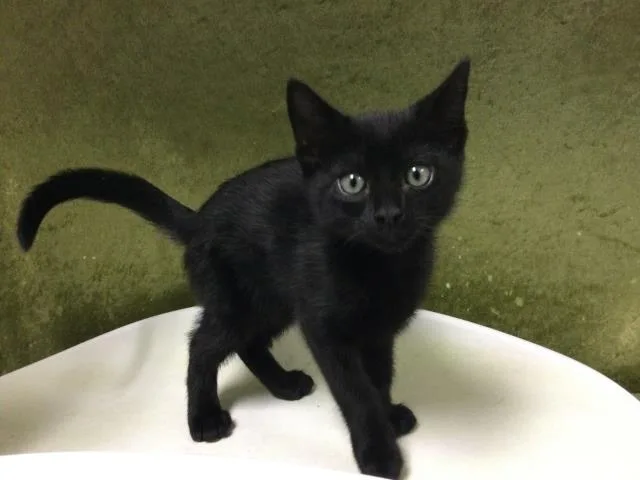 A baby small-sized male Domestic Short Hair cat named Ace for adoption in Riverside, CA