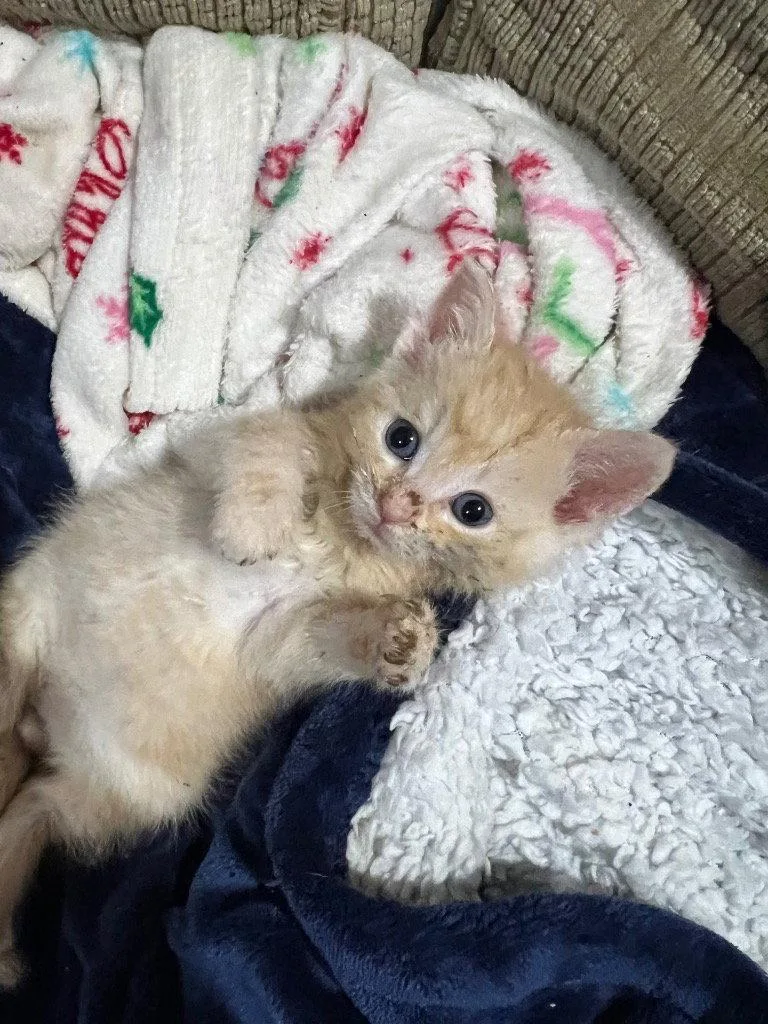 A baby small-sized male Domestic Medium Hair cat named Grayson for adoption in Cromwell, KY
