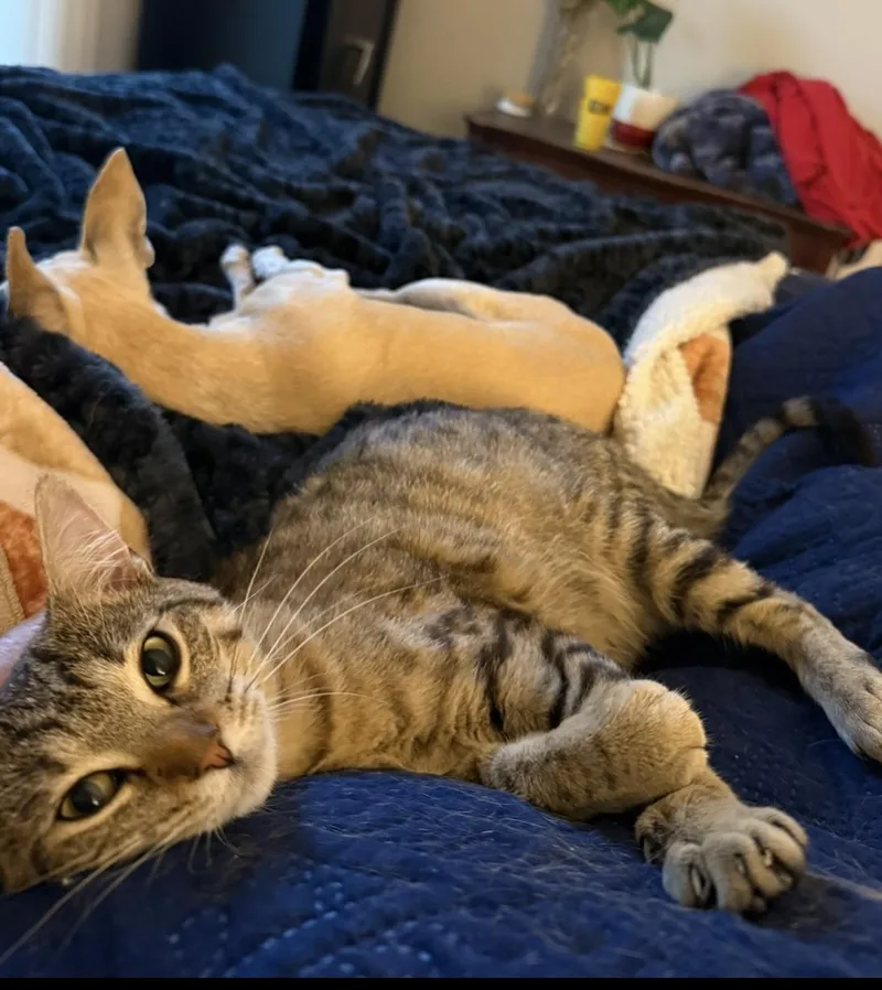 A young medium-sized female Tabby (Brown / Chocolate) Domestic Short Hair cat named Katana for adoption in Austin, TX