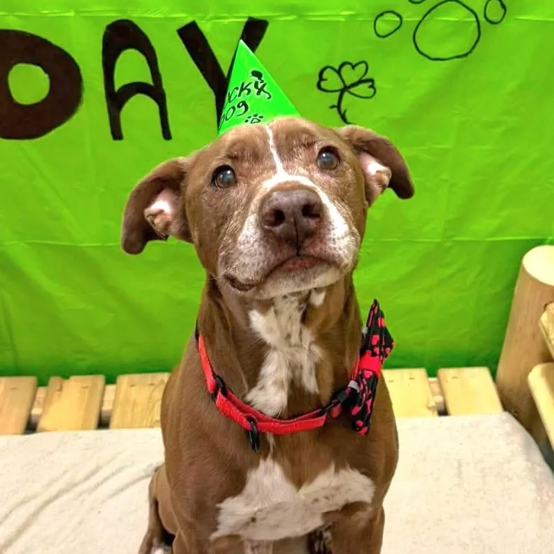 An adult medium-sized male Bulldog dog named Buddy for adoption in San Antonio, TX
