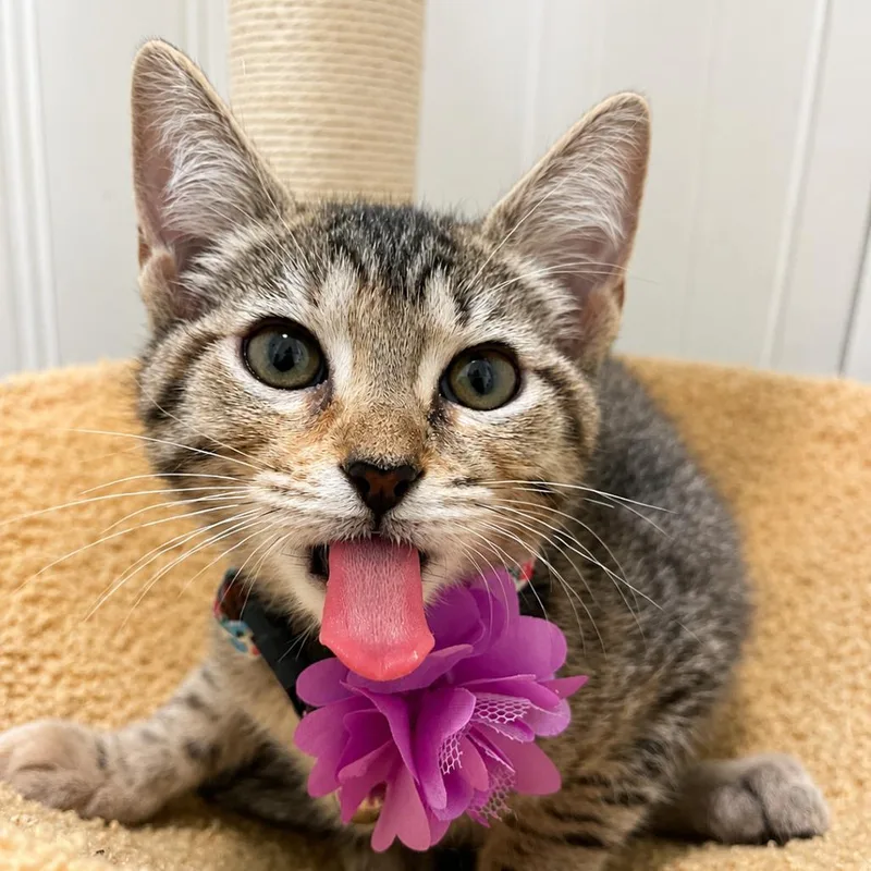 Pepper