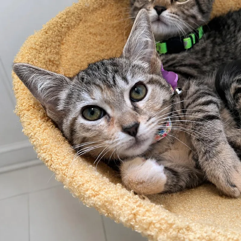 Pepper thumbnail 2
