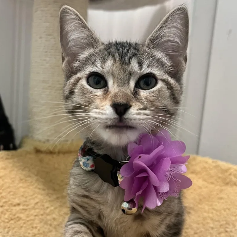 Pepper thumbnail 3