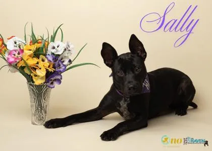 A young medium-sized female Labrador Retriever dog named Sally for adoption in Fairhope, AL