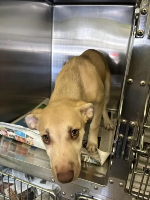 A baby medium-sized male Mixed Breed dog named Tobi for adoption in Los Angeles, CA