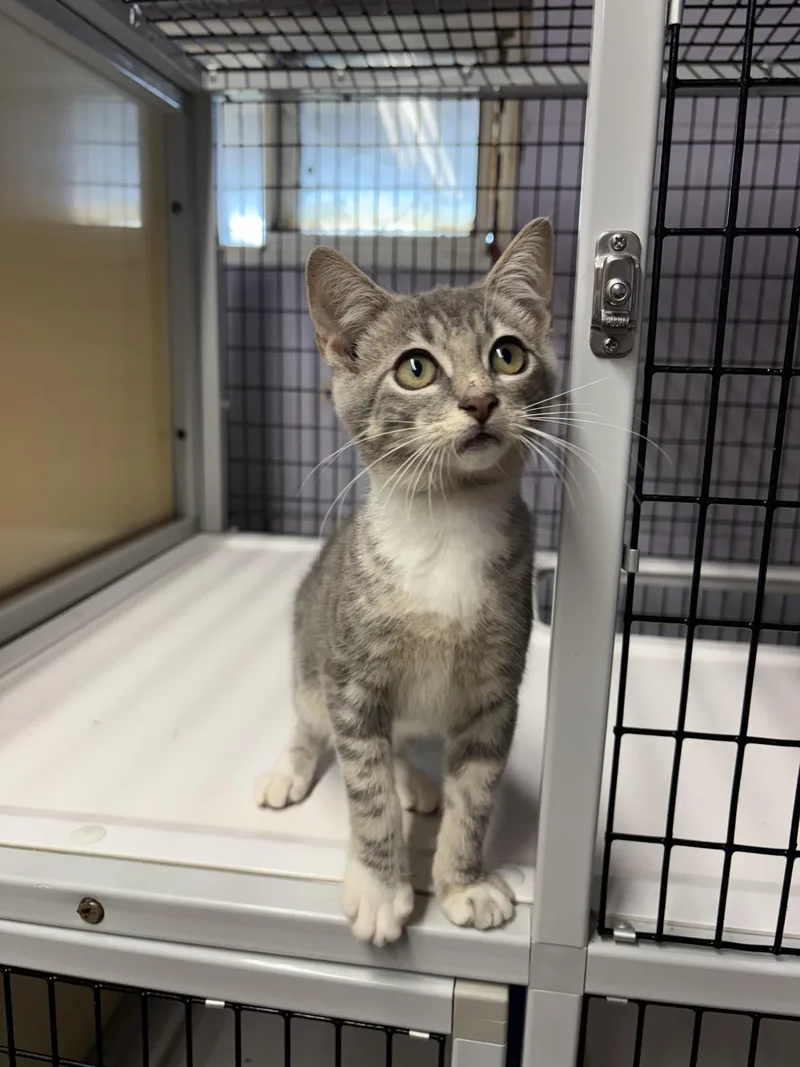 A young medium-sized female Tabby (Gray / Blue / Silver) Domestic Short Hair cat named Cloe for adoption in Monticello, GA