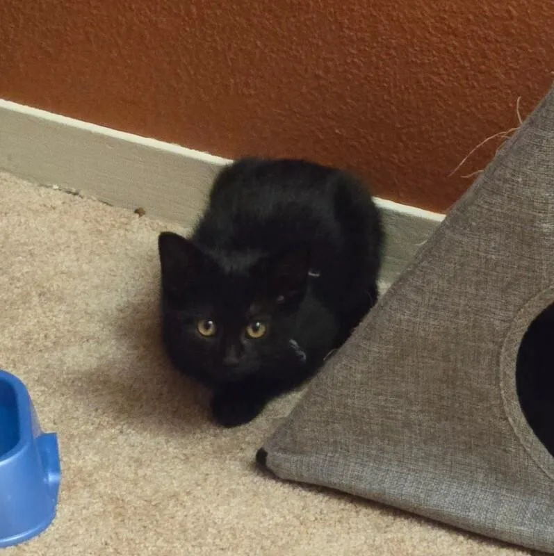 A young medium-sized female Black Domestic Short Hair cat named Kraken for adoption in Fort Collins, CO