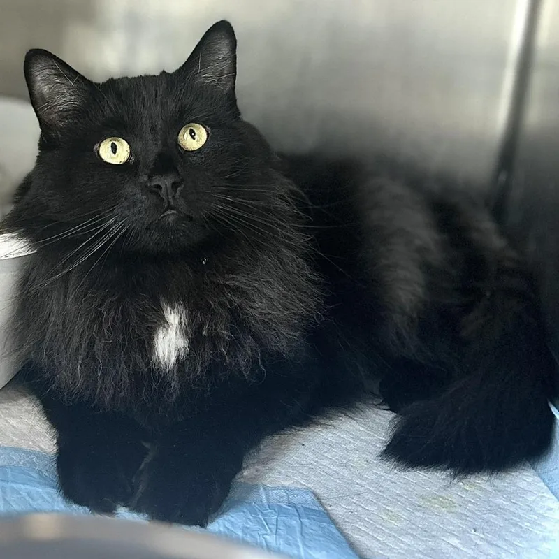 A young medium-sized male Black Domestic Long Hair cat named Sitka for adoption in Manheim, PA