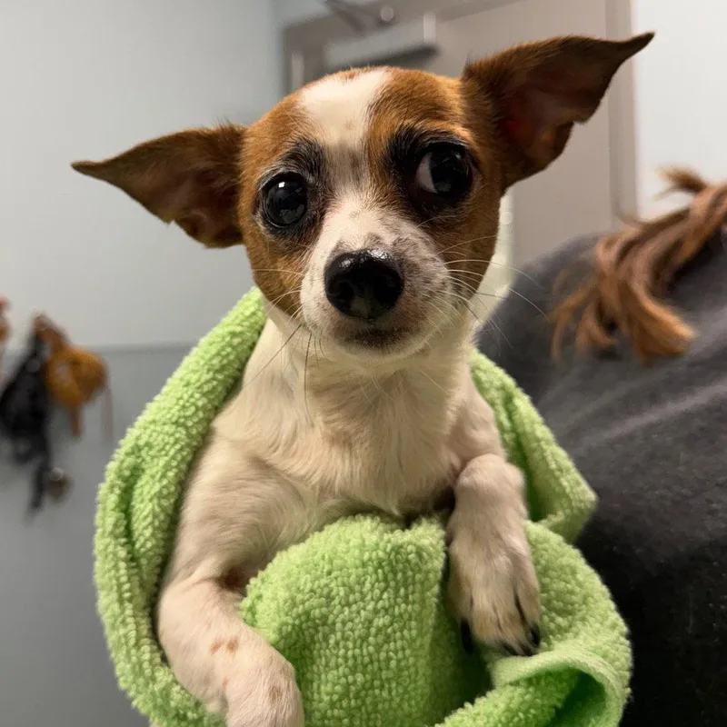 A senior medium-sized female Chihuahua dog named Sheba for adoption in New Castle, DE