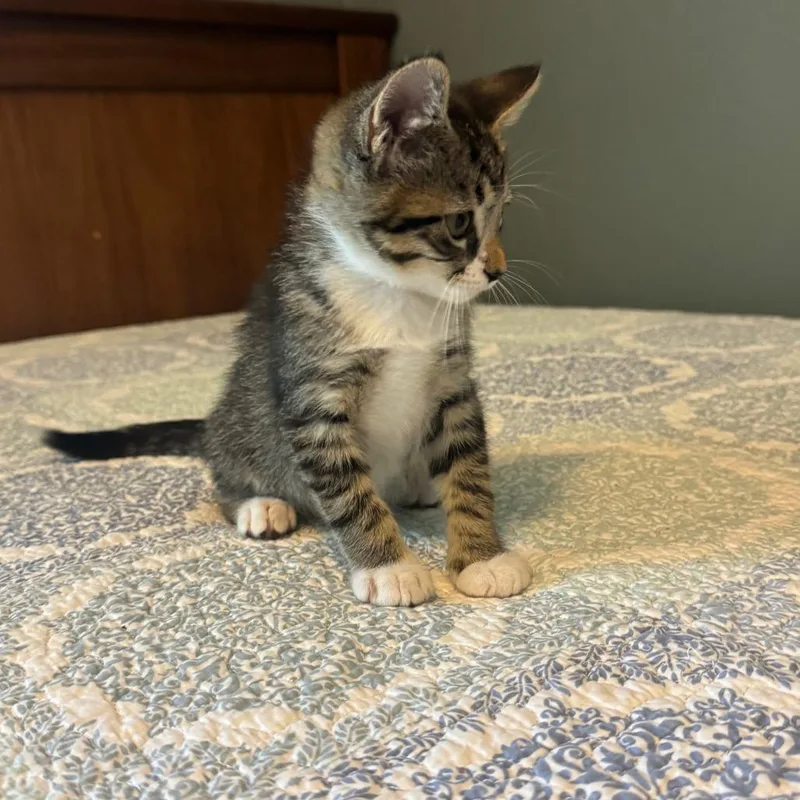 A baby small-sized female Brown / Chocolate Domestic Short Hair cat named Tinker for adoption in Houston, TX