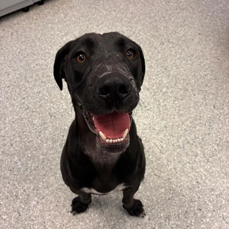 An adult medium-sized female Black Coonhound dog named Girly Pop for adoption in Manhattan, KS