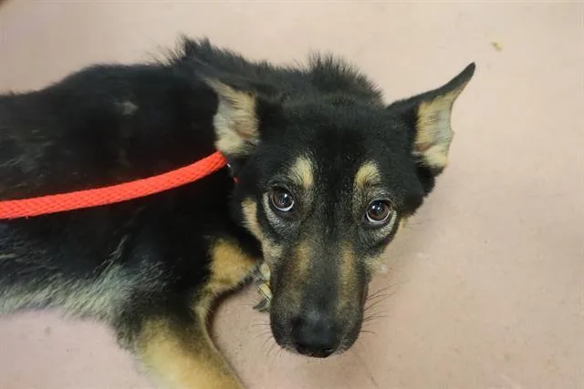 A young small-sized female Mixed Breed dog named Vanta for adoption in Columbia, SC