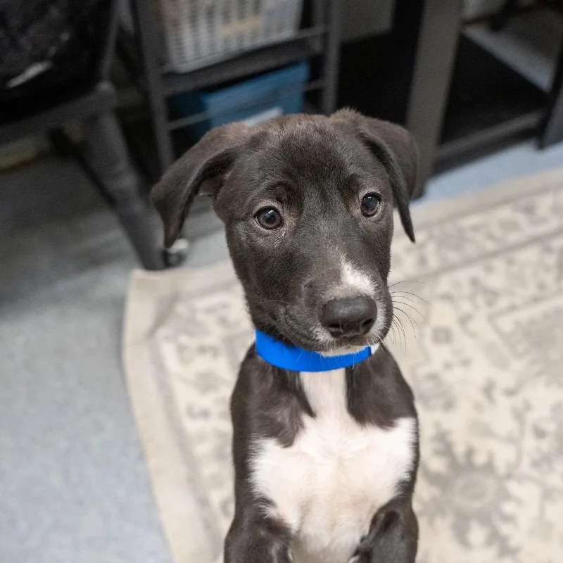 A baby medium-sized male Black Labrador Retriever dog named Sam for adoption in Pawling, NY