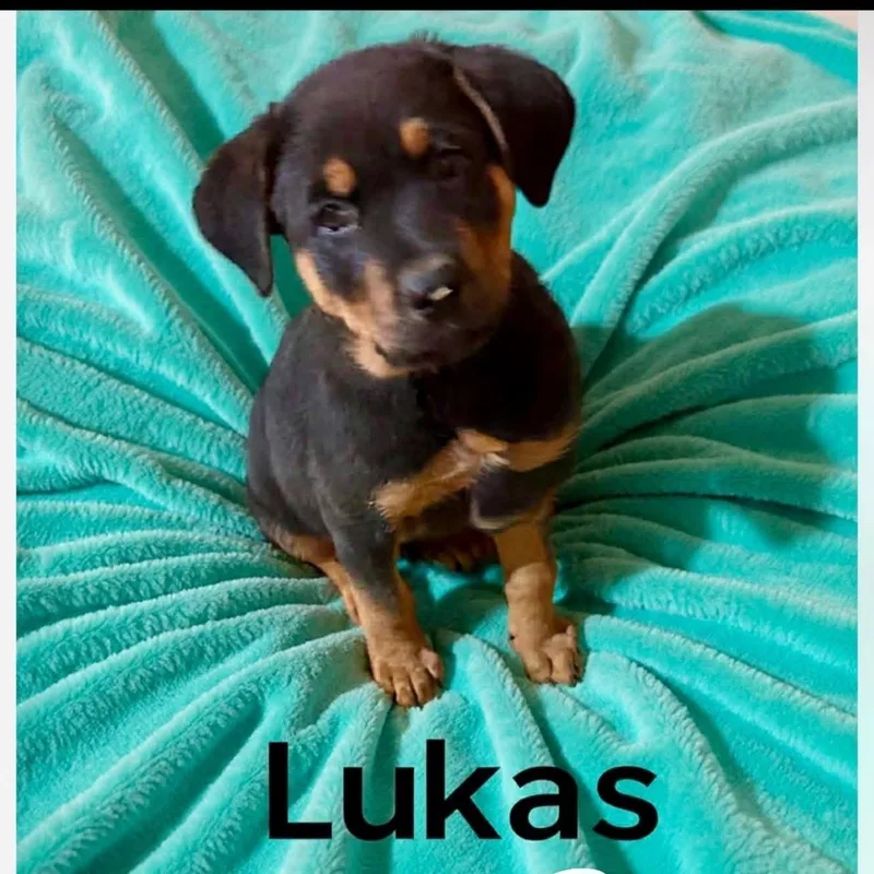 Lukas