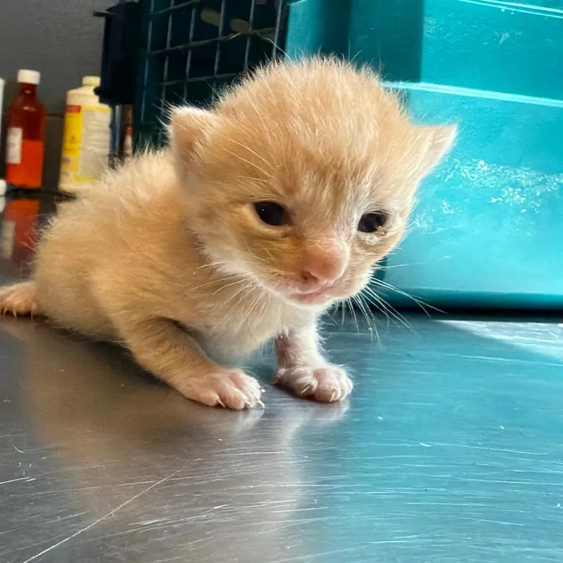 Chester