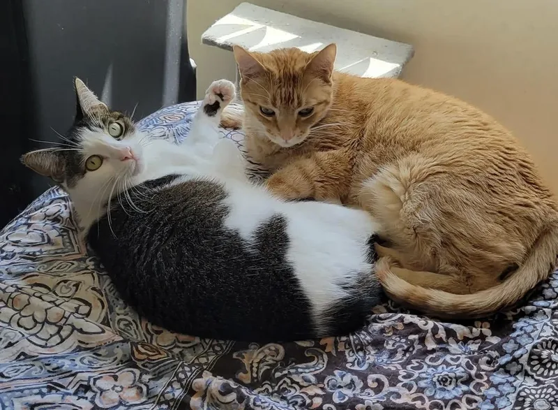 Chewie And Leia  thumbnail 2