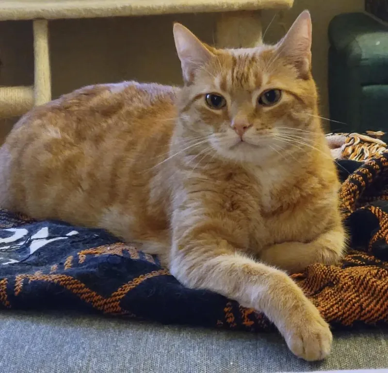 An adult medium-sized male Orange & White Tabby cat named Chewie And Leia for adoption in Sherman Oaks, CA