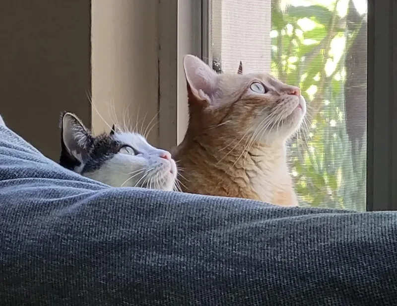 Chewie And Leia  thumbnail 4