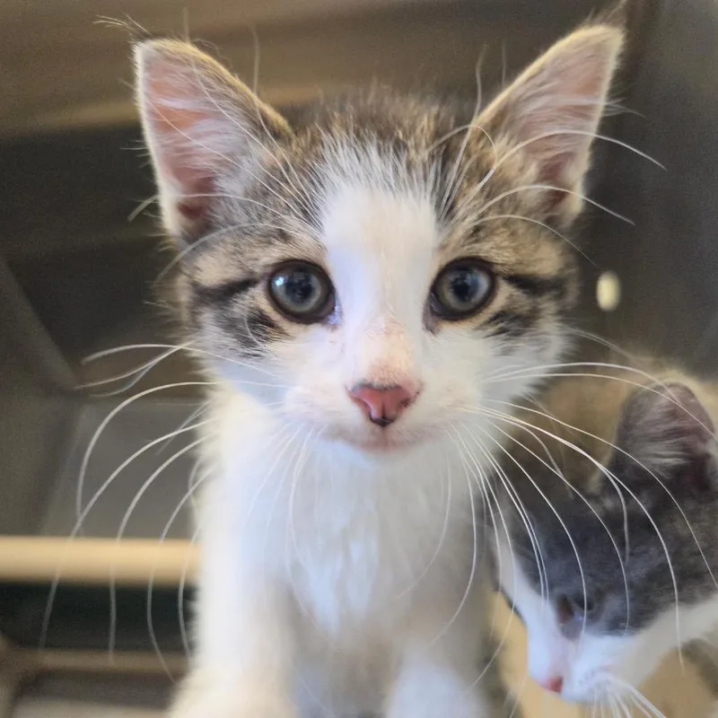 A baby small-sized male Brown / Chocolate Domestic Short Hair cat named William for adoption in Rock Falls, IL