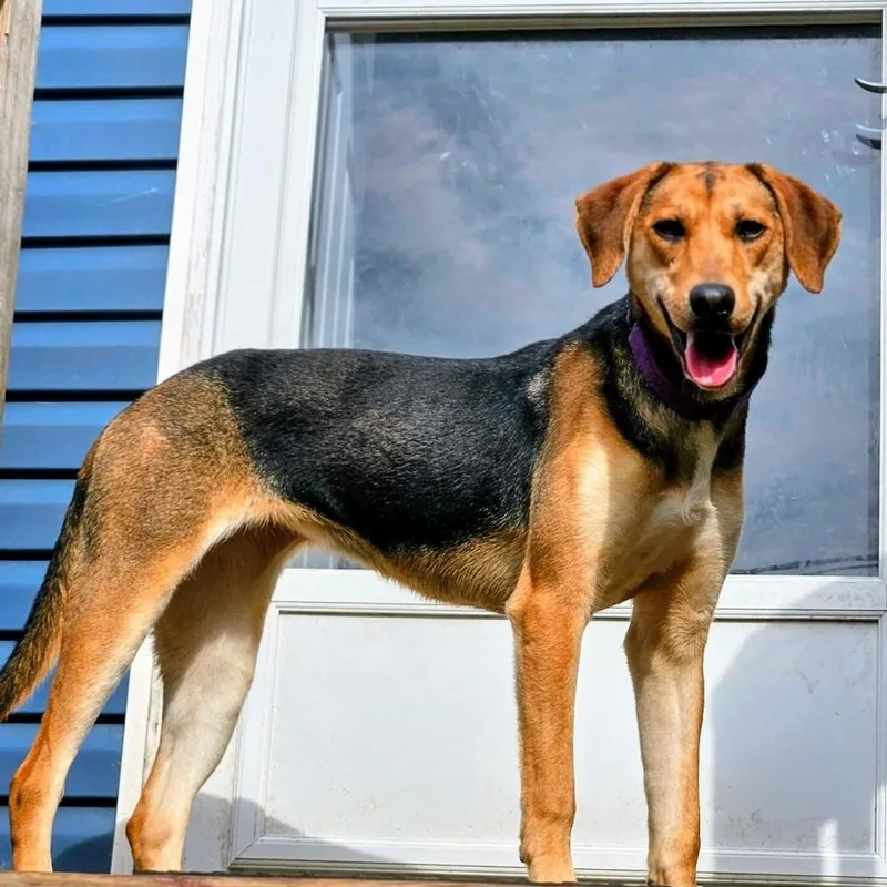 A young large-sized female Black German Shepherd Dog dog named Shelby for adoption in Chicago, IL