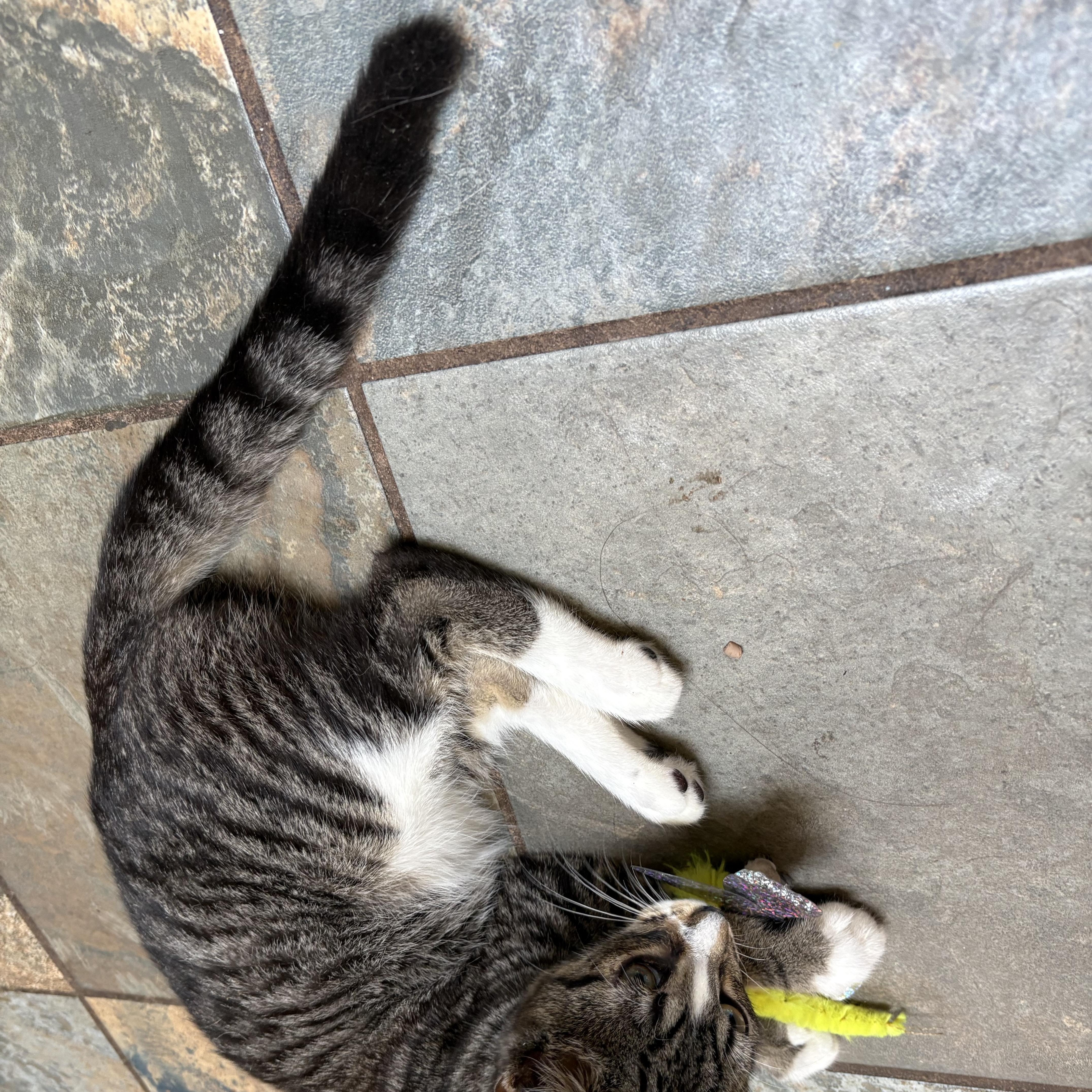 A baby medium-sized male Brown / Chocolate Tabby cat named Gus for adoption in Springfield, OR