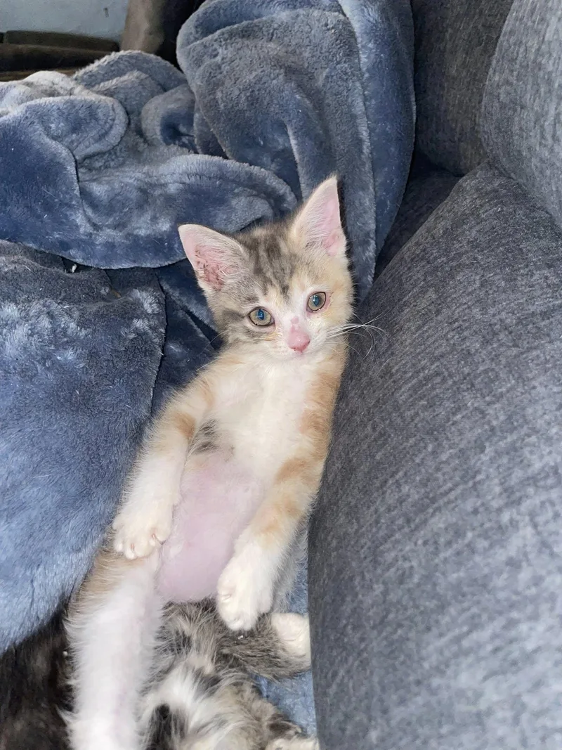 A young small-sized female Domestic Short Hair cat named Opalite for adoption in Terre Haute, IN