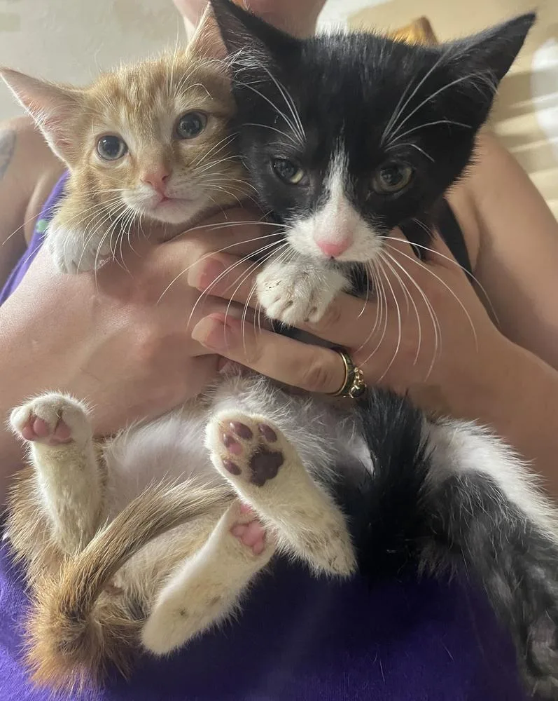 A baby small-sized female Orange & White Domestic Long Hair cat named Viviane for adoption in Newnan, GA