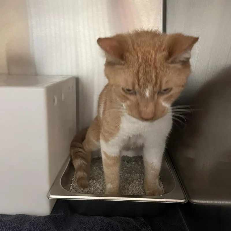 A senior medium-sized male Orange / Red Domestic Short Hair cat named StrayGrayShoalsDrive"Sonny" for adoption in Columbus, GA